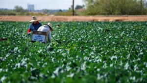 Texas lawmaker introduces agricultural visa reform
