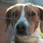 FIGHT Act targets animal cruelty, illegal gambling, trafficking