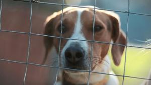 FIGHT Act targets animal cruelty, illegal gambling, trafficking